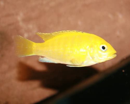 Yellow lab