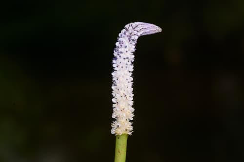 Aponogeton crispus