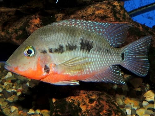 Firemouth