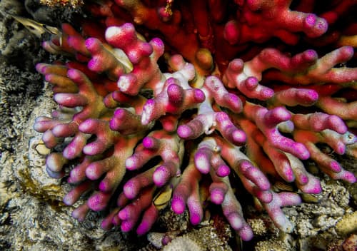 Stylophora