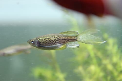 Danio cebra