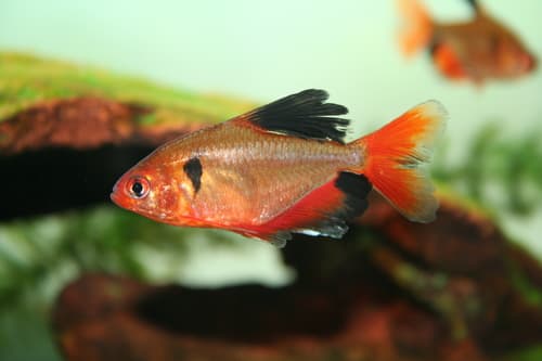 Tetra serpae