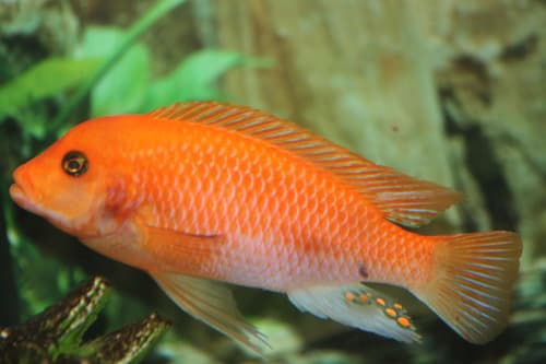 Red zebra