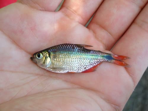 Tetra Buenos Aires
