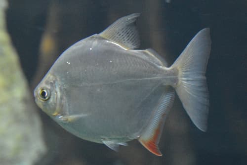 Silver dollar