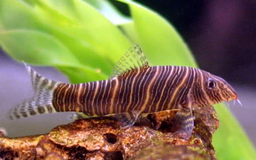 Zebra loach