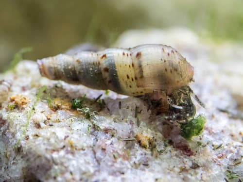 Caracol trompeta malayo (MTS)