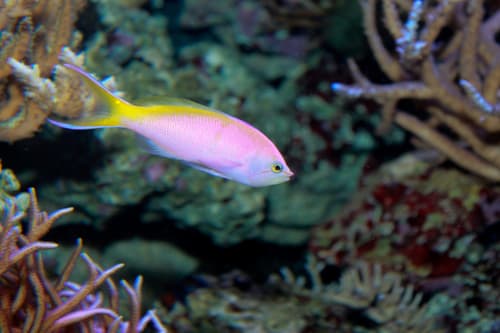 Anthias de Bartlett