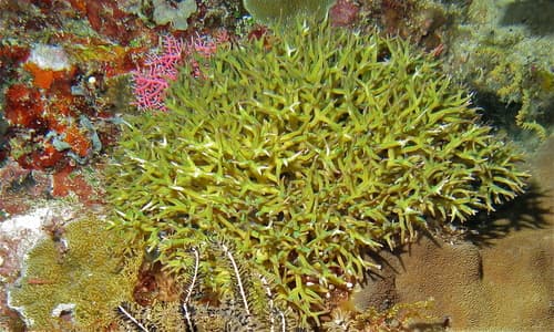 Birdsnest Coral