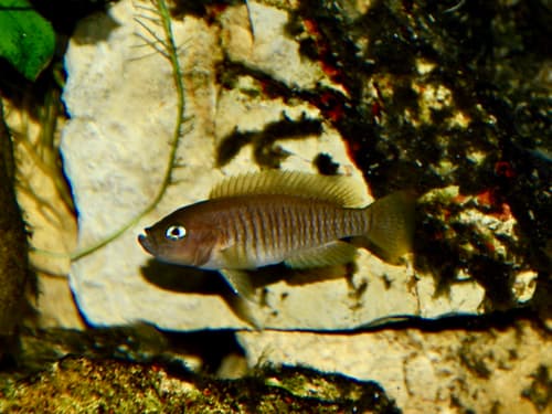 Neolamprologus multifasciatus