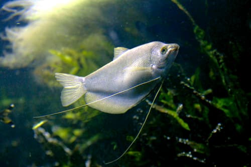 Gourami luna