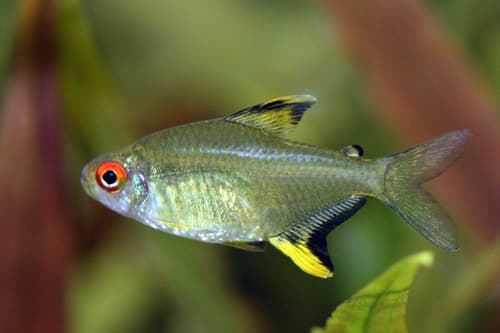 Tetra limón