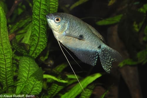 Gourami tres manchas