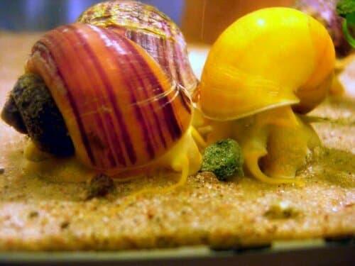 Mystery snail