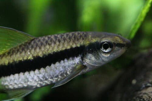 Siamese algae eater
