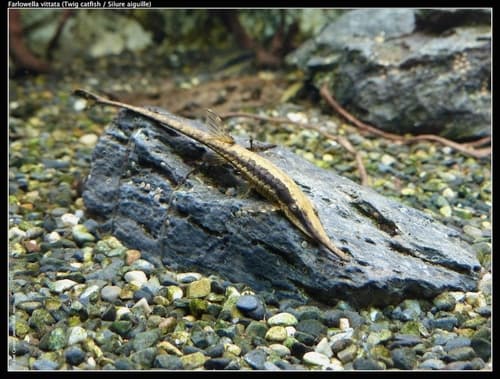 Farlowella (pez varilla)