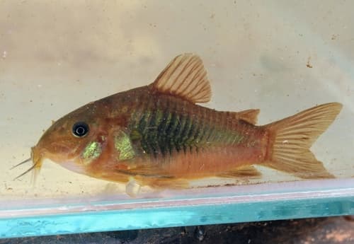 Corydoras bronce