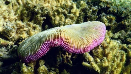 Coral Plato