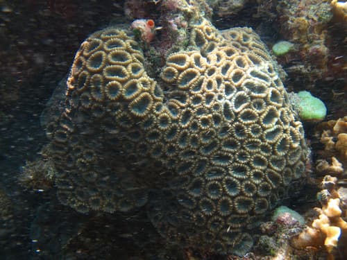 Coral Cerebro Cerrado