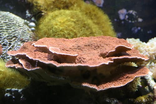Montipora Capricornis