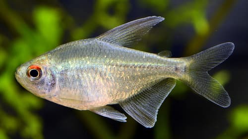 Tetra diamante