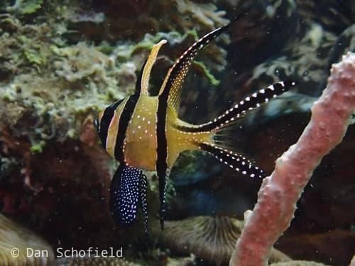 Cardenal de Banggai