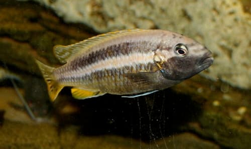 Auratus