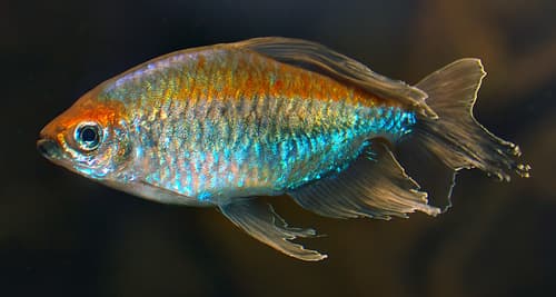 Tetra congo