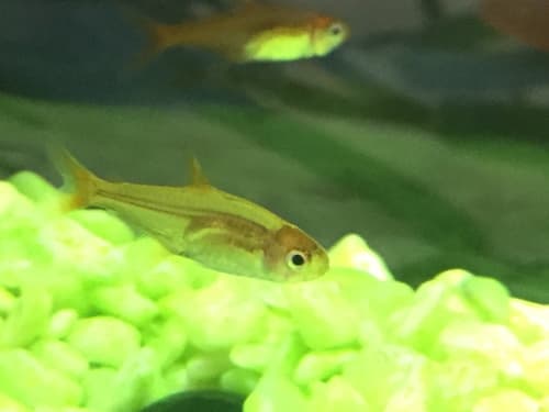 Ember Tetra