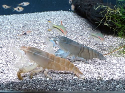 Vampire shrimp