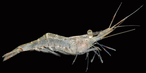 Ghost shrimp