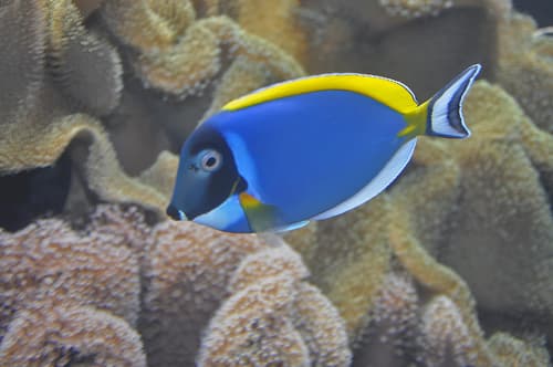 Tang azul polvo