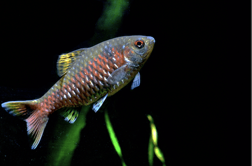 Odessa barb