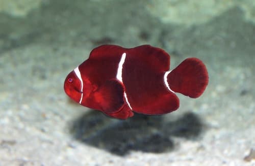 Payaso Maroon