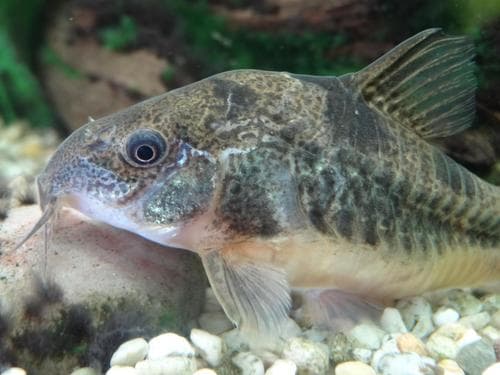 Corydoras paleatus