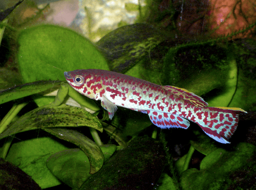 Killi Gardneri