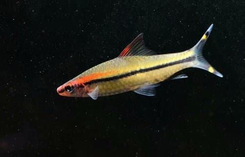 Denison barb