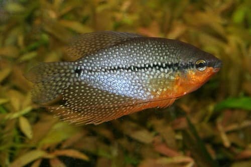 Gourami perla
