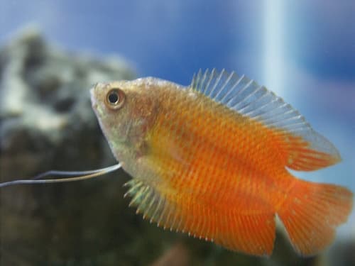 Gourami enano