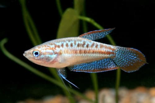 Sparkling gourami