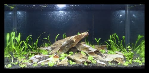 Cryptocoryne parva