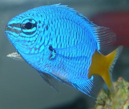 Damisela cola amarilla