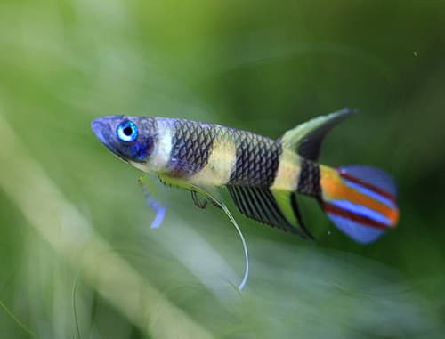 Clown Killifish