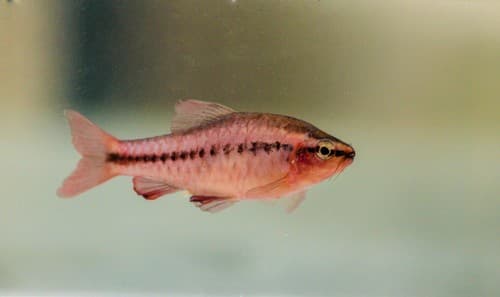 Barbo cereza