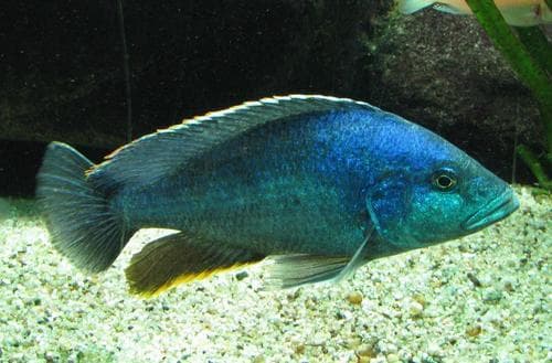 Peacock cichlid