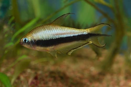 Tetra emperador