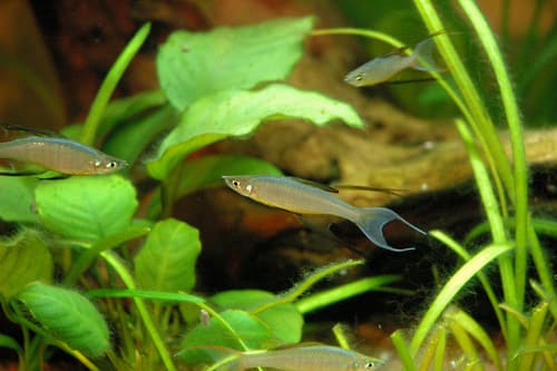 Threadfin rainbow