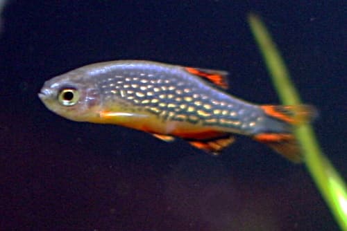 Celestial Pearl Danio