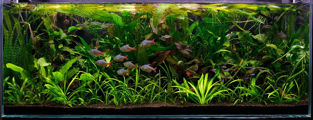 Tank 120x45x45cm Light 2 x 54w T5, 9hrs Filter Fluval FX5 CO2 UP Aqua inline diffuser, 2BPS, solenoid Substrate TMC NutraSoil Ferts Tropica and Aqua R