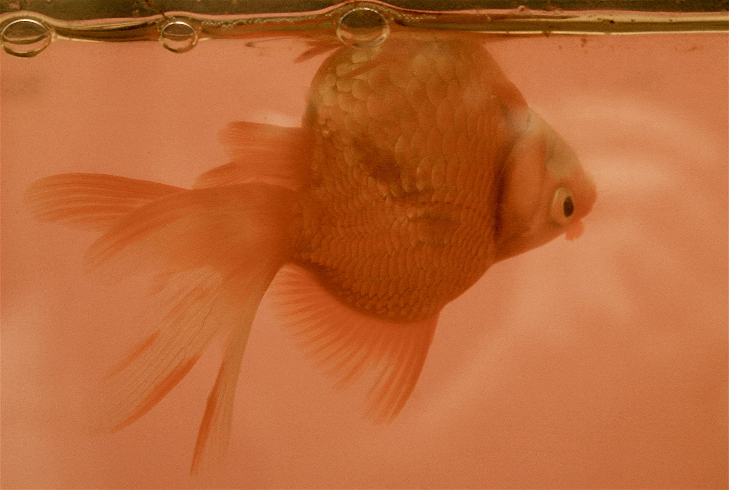 Dropsy (Hidropesía)